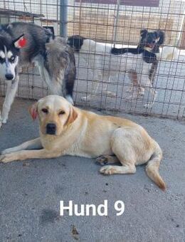 Fraya - ausgesetzte Labrador-Hündin - Alfdorf