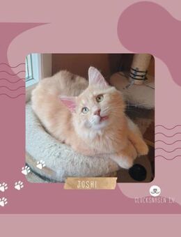 Kater Joshi möchte gern reisen - Lalendorf