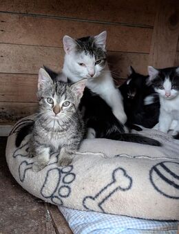 4 süße Katzenmädchen - Erfurt