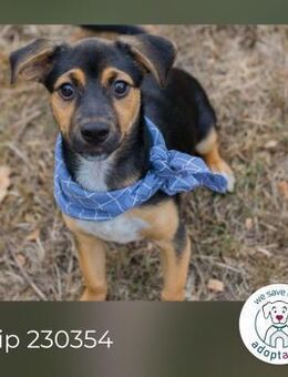 Chip 230354: Hundekind sucht ein Zuhause - Kirchzell