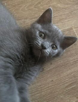 Bkh perser mix katzenbabys - Lichtenfels (Bayern)