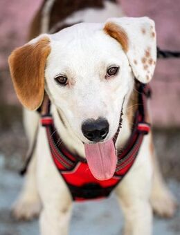 ARCHIE - Ein Hund für alle Lebenslagen! - Sulzbach-Laufen
