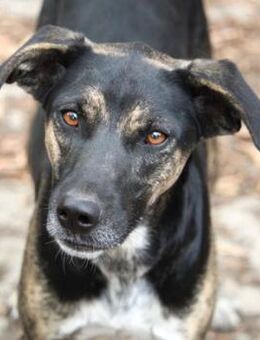 Holly ist eine bezaubernde kleine Hündin - Karben