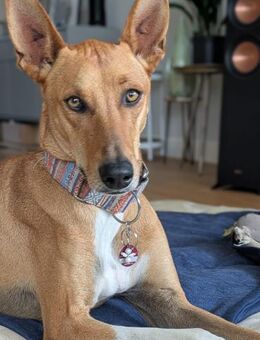 Elias - Lorsch (Karolingerstadt)