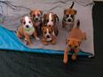 Old englisch bulldog mix welpen in 37290