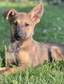 Josie - junge Hündin sucht ihr Glück - Berlin