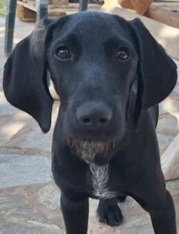 Gini - ein fröhliches Hundekind - Schorfheide