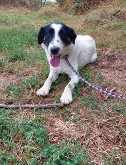 Toronto Border Mudi Mix - Remagen