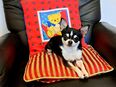 Bildschöner Chihuahua Deckrüde in 49565