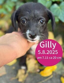 Kleine Gilly sucht ihr Familienkörbchen! - Beltheim