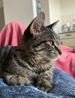 Kater in gute Hände abzugeben - Stade (Hansestadt)