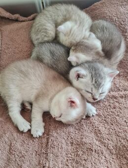 Reinrassige Britisch Kurzhaar Kätzchen - Hamburg