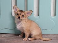 Reinrassige Chihuahua Welpen(Rüde)mit Ahnentafel - Köthen (Anhalt)