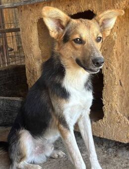 Calippo mit den dunklen Knopfaugen 🐾 - Elsdorf (Nordrhein-Westfalen)