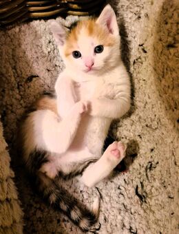 Glücks-Kätzchen suchen ein liebevolles ZUHAUSE - Eisleben (Lutherstadt)