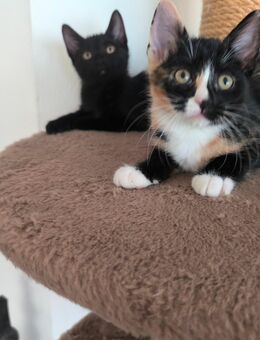 Katze Katzen kitten katzenbabys katzenbaby hauskatzen hauskatze - Hadamar