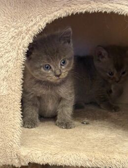 Zauberhafte Kitten suchen liebevolle Familien – Abgabe ab Ende August - Berlin