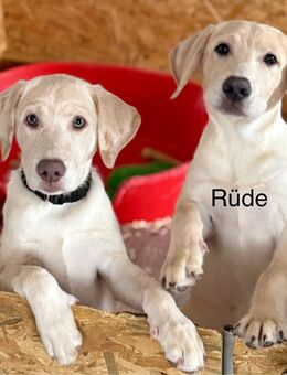 Reinrassige Labrador Welpen mit Ahnentafel silber und weiß - Bad Wildungen