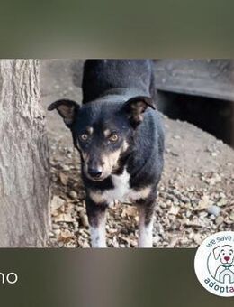 Nino - Step by Step zum großen Glück - Kirchzell