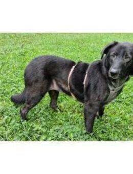 Amia - wartet in 65388 Schlangenbad - Oberwies