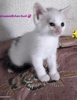 Wunderschöne Hauskatzenkitten suchen ein neues Heim, Hausaufzucht! - Moosburg (Isar)