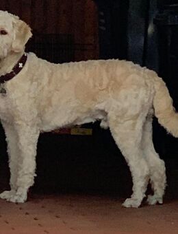 Deckrüde Goldendoodle - Friesoythe