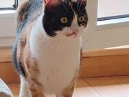 Dusty und Lucy suchen gemeinsam ihre Men - Margetshöchheim