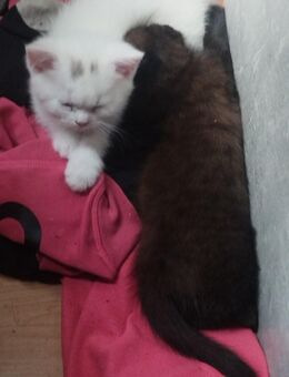 Britisch Kurzhaar Kitten - Warburg (Hansestadt)