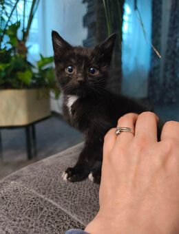 🐾 Verspielte Kätzchen suchen ab dem 8. November ein liebevolles Zuhause - Fichtenau