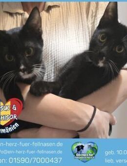 Nasuc und Ochisor suchen ein Zuhause - Waakirchen