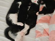 4 x verspielte Kätzchen - Katzenbabays - Nürtingen