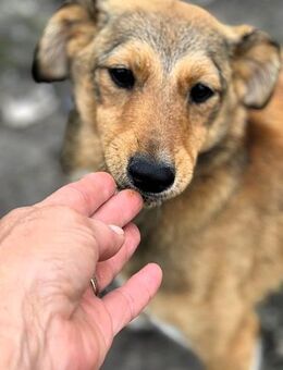 Elegante Jules - Alfdorf