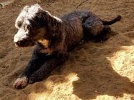 💜Perec 💜11-jähriger Tibet Terrier - Kassel