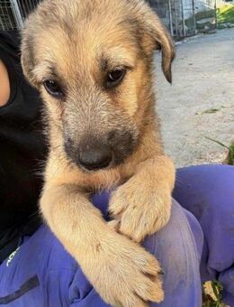 Billy- neue Heimat gesucht - Nürnberg