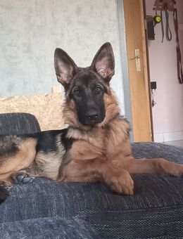 Deutscher schäferhund - Kleve (Nordrhein-Westfalen)