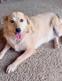 Dicke Berta - ein richtiger Herzhund - Weilheim (Oberbayern)