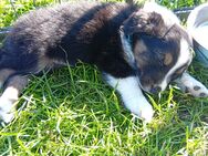 Border Collie Welpen - Vorbeck