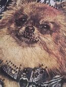 Shirt Gr. XXLMotiv Pomeranian Spitze. Pflegeleicht. 2 x getragen in 42349