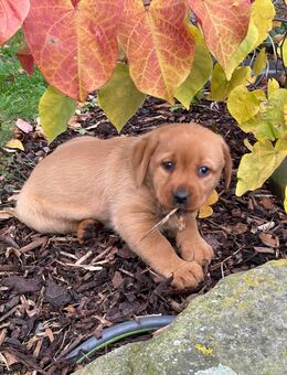 Labradorwelpen, dark foxred - Drensteinfurt