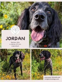 Jordan: kinderlieber English-Setter-Mix - Brühl (Nordrhein-Westfalen)