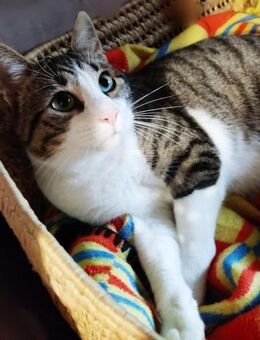Tolles kleines Katzenmädchen MISSY ♥️ - München