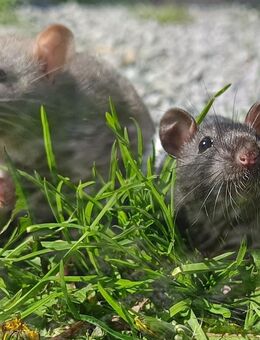 junge Farbratten Huskyratten suchen neuen Wirkungskreis - Neustadt (Sachsen) Hohwald