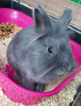 Reinrassige löwenkopf Teddy Zwergkaninchen 🐹 - Minden (Nordrhein-Westfalen)