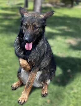 Nanni - Video-Schäferhund Mix - Frankfurt (Main)