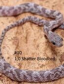 Kornnatter Jungtiere 2025 Shatter Bloodred, Cinder, Bloodred in 21522