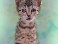 Cathy, ein suesses Katzenkind - Brunstorf