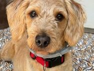 Frankie - Labradoodle Hündin sucht - Berlin