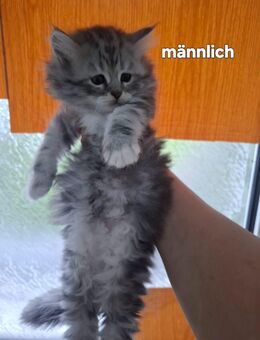 Reinrassige Maine Coon Katzen suchen noch ein neues Zuhause - Salzgitter