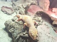 Leopardgecko mit Terrarium und Zubehör - Jesberg