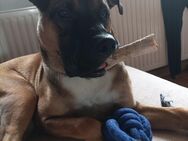 Boxer-Mischling - Krefeld